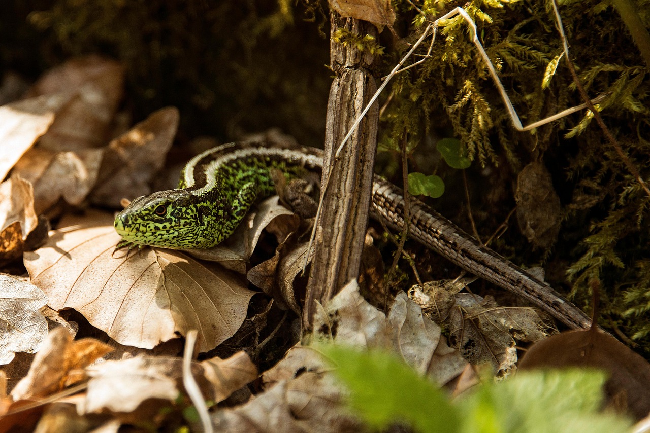 Reading the Forest Floor: What Fallen Leaves and Logs Tell You About the Land